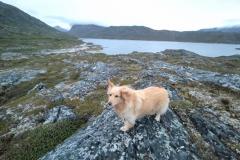 2024-08-16_22_48__Hund_Emily__2