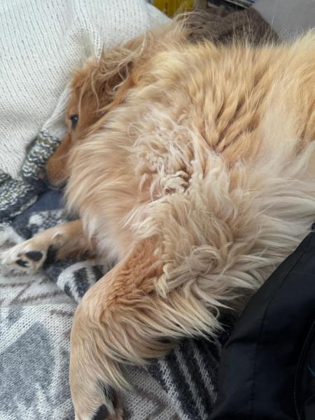 2024-09-14_08_06_310_Hund_Emily-Gode_1__44