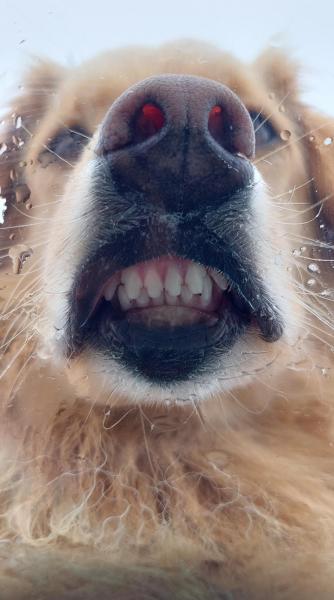 2024-09-14_11_55_288_Hund_Emily__20