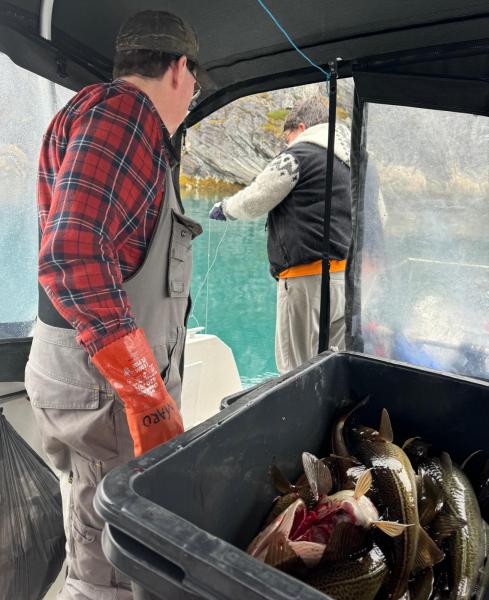 2024-09-14_13_33_384_Fisk_Torsk-Soeren-Labansen-Anna-Hessler-Labansen-Gode_1__50