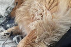 2024-09-14_08_06_310_Hund_Emily-Gode_1__44
