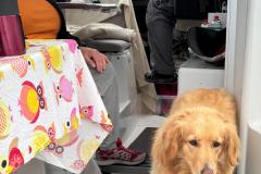 2024-09-14_09_59_384_Hund_Emily-Soeren-Labansen-Anna-Hessler-Labansen-Gode_1__47
