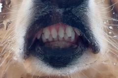 2024-09-14_11_55_288_Hund_Emily__20