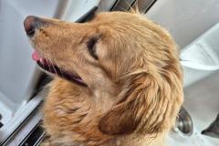 2024-09-14_14_14__Hund_Emily__27