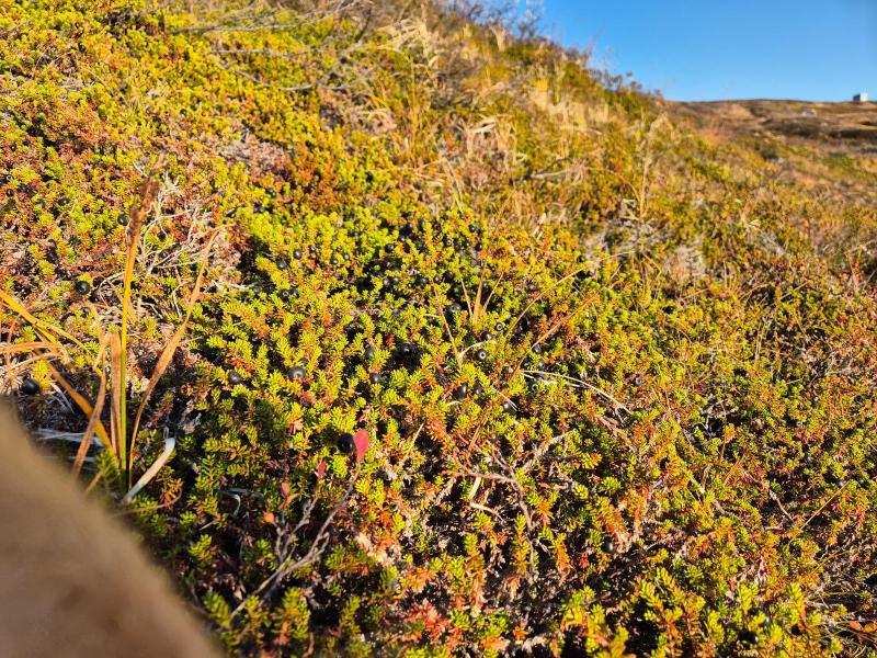 2024-10-04_17_46__Vegetation_Sortebaer__