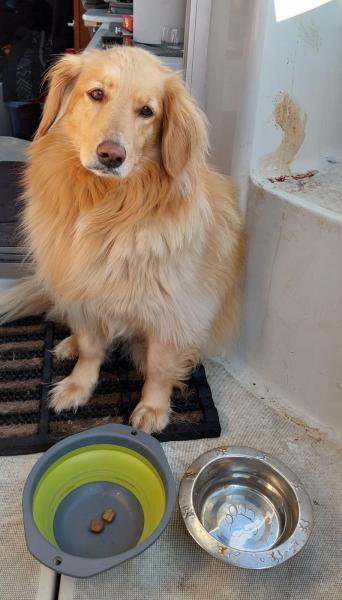 2024-10-05_11_08_288_Hund_Emily__11