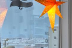 Ravnene skulle afprøve solsikkekernerne til spurvene