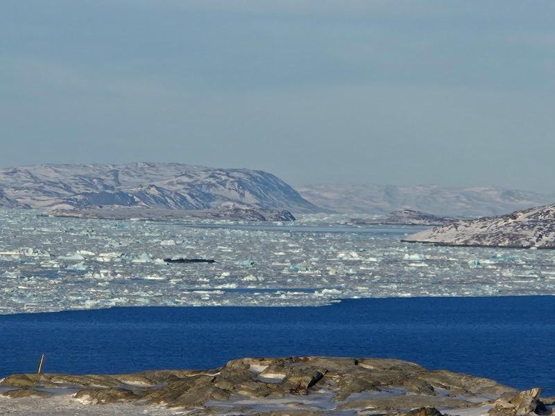 Is fra gletcheren inde i Nuuk Fjorden samler sig foran Nuuk