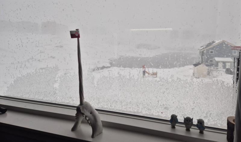 Når det er snestorm i maj og man skal ud med hunden
