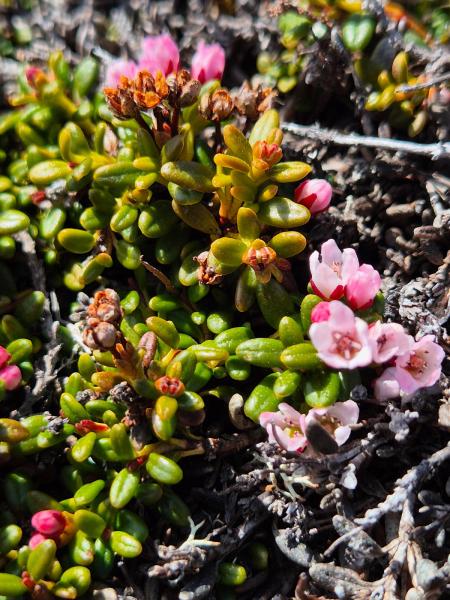 2025-05-29_15_11_Gode_3Vegetation_Gode_3__6