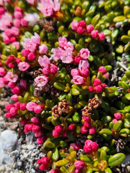 2025-05-29_15_11_Gode_3Vegetation_Gode_3__7