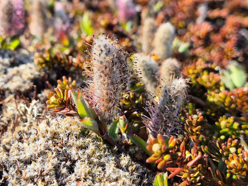2025-05-29_18_39_Gode_3Vegetation_Gode_3__8