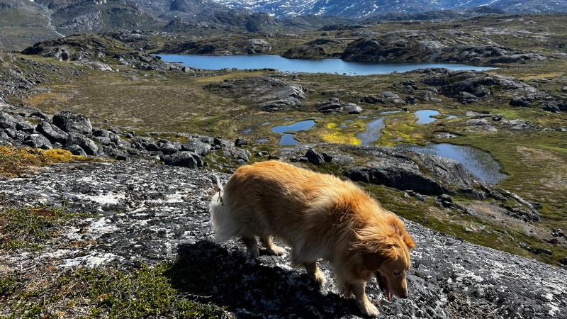 Inde i fjord før Napasoq