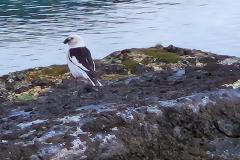 Tur til Evighedsforden med Peter og Johanne