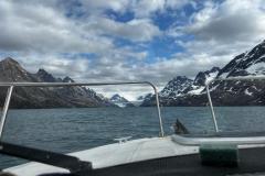 Sidefjord til Hamburger Sund - mange alke og måger på fuglefjeld