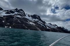 Sidefjord til Hamburger Sund - mange alke og måger på fuglefjeld