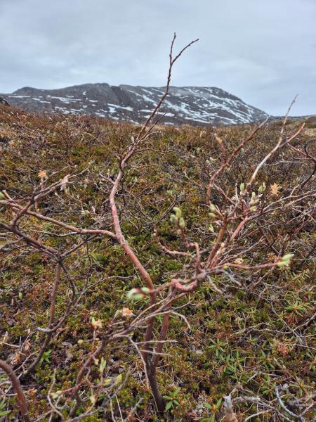 2025-06-07_11_10_VegetationGode_4_Vegetation__6