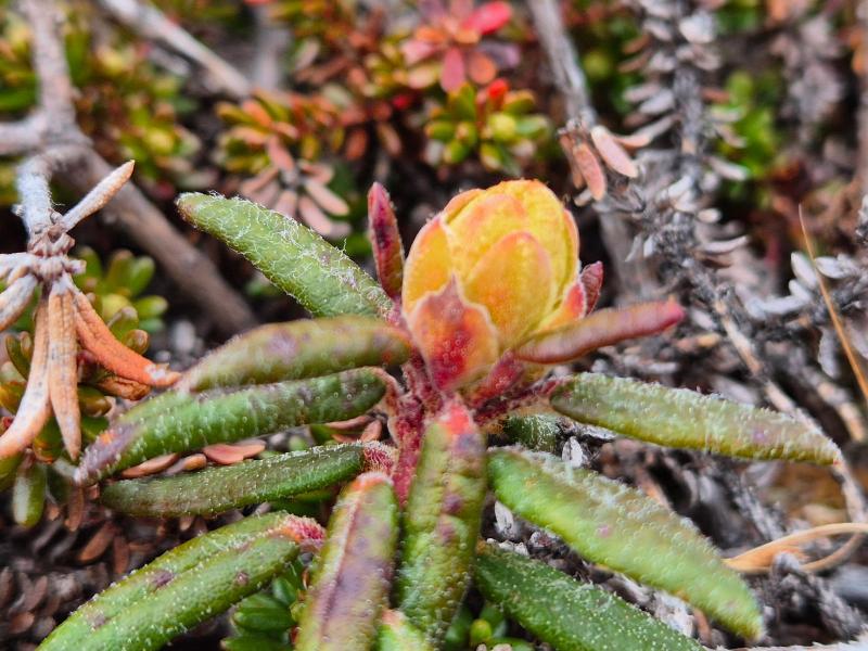 2025-06-07_11_12_VegetationGode_4Qajaasat_Vegetation__10