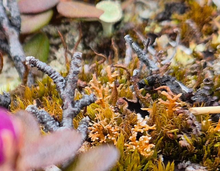 2025-06-07_11_12_VegetationGode_4_Vegetation__8