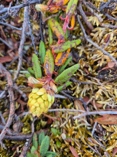 2025-06-08_21_12_VegetationQajaasatGode_3_Vegetation__19