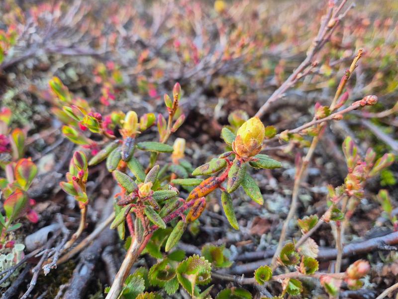 2025-06-08_21_13_VegetationQajaasatGode_3_Vegetation__20