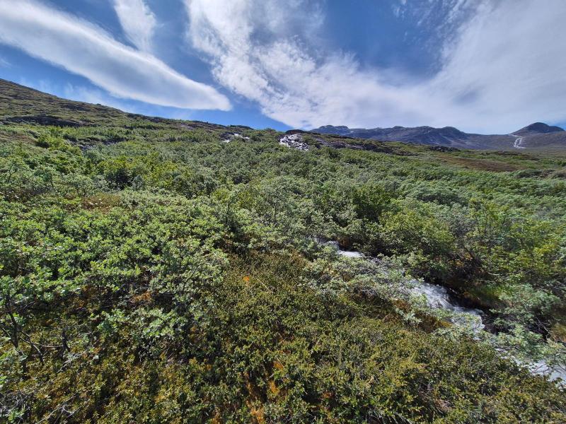 2025-07-06_14_03_Gode_3Vegetation_Gode_3__8