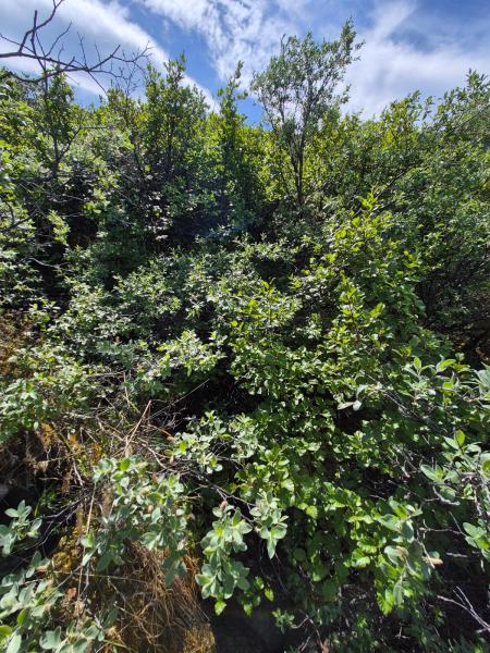 2025-07-06_14_07_Gode_3Vegetation_Gode_3__11