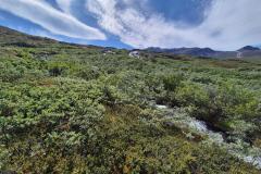 2025-07-06_14_03_Gode_3Vegetation_Gode_3__8