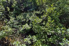 2025-07-06_14_07_Gode_3Vegetation_Gode_3__11