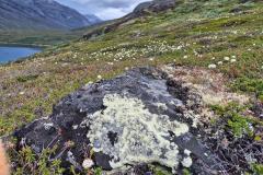 2025-07-08_22_07_Gode_3Vegetation_Gode_3__23