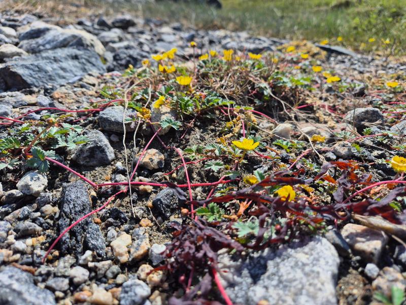 2025-07-26_16_12_VegetationGode_4_Vegetation__10