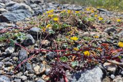 2025-07-26_16_12_VegetationGode_4_Vegetation__10