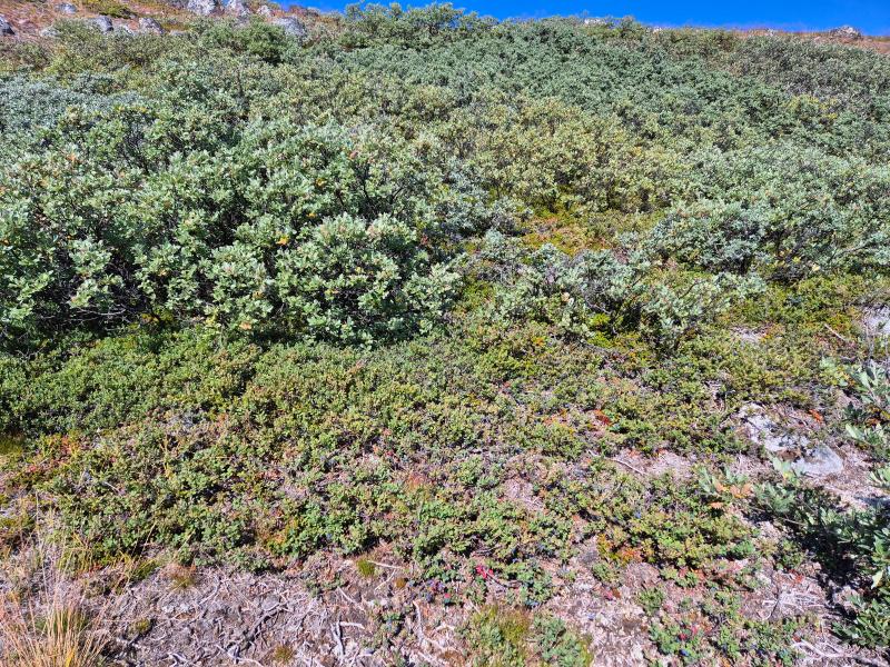 2025-08-23_14_12_Gode_4BlaabaerVegetation_Gode_4__5