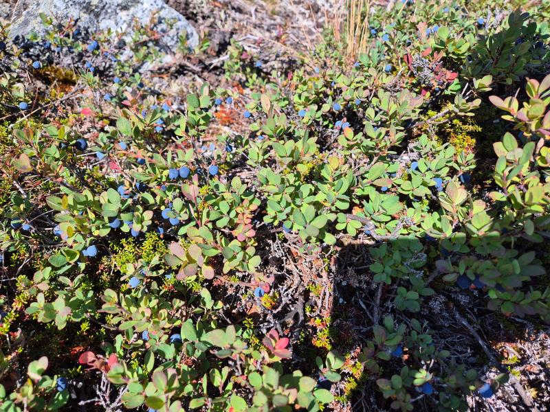 2025-08-23_14_12_Gode_4BlaabaerVegetation_Gode_4__6