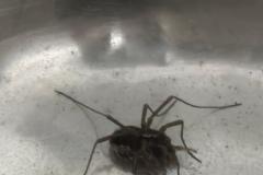 2025-08-01_07_15_Gode_3Edderkop_Gode_3__