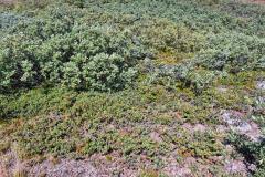 2025-08-23_14_12_Gode_4BlaabaerVegetation_Gode_4__5