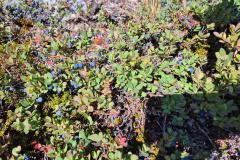 2025-08-23_14_12_Gode_4BlaabaerVegetation_Gode_4__6