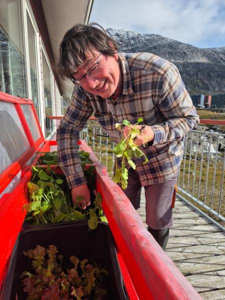 Radiserne blev imponerende i højden - men uden radise