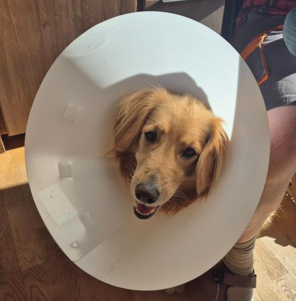 Emily har ondt i analkirtlerne -  derfor krave på