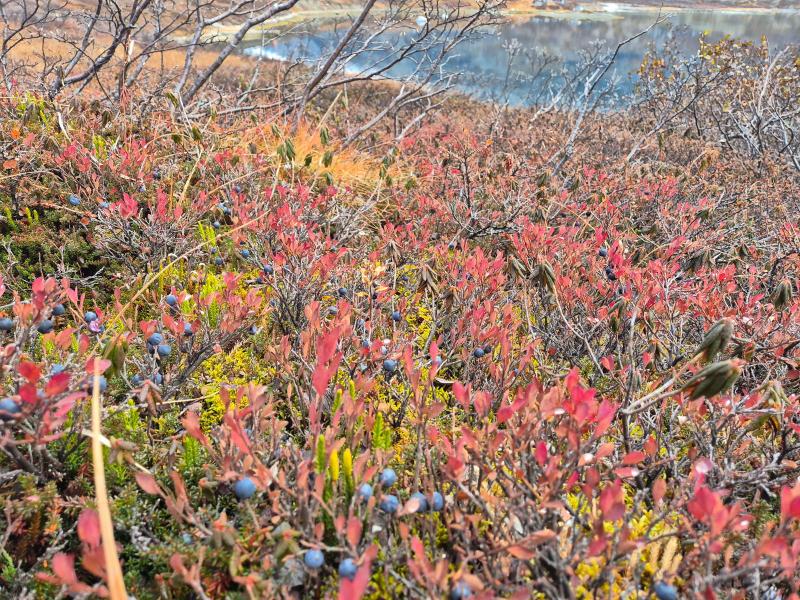 2025-10-18_16_15_VegetationBlaabaerGode_3_Vegetation__16