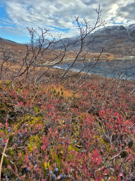 2025-10-18_16_15_VegetationBlaabaerGode_3_Vegetation__17