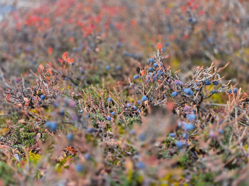 2025-10-18_16_16_VegetationBlaabaerGode_3_Vegetation-Blaabaer-Gode_3__18