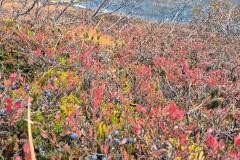 2025-10-18_16_15_VegetationBlaabaerGode_3_Vegetation__16