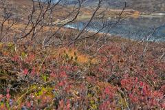 2025-10-18_16_15_VegetationBlaabaerGode_3_Vegetation__17