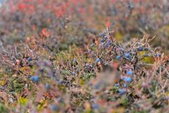 2025-10-18_16_16_VegetationBlaabaerGode_3_Vegetation-Blaabaer-Gode_3__18