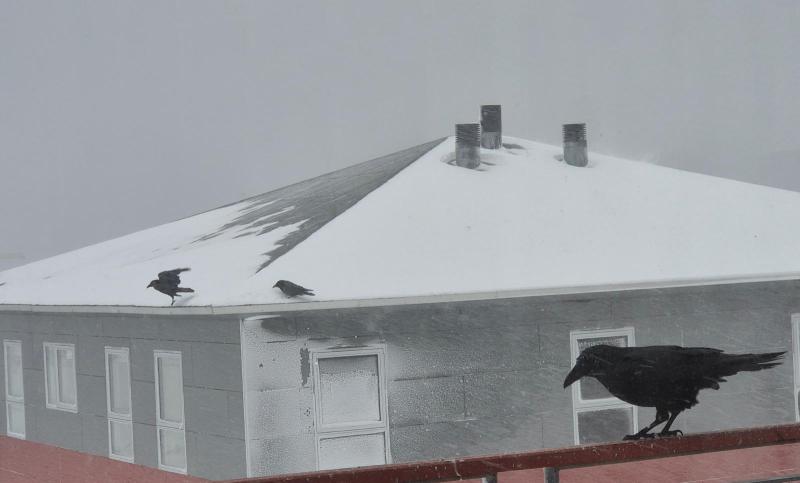 Ravene er ude efter solsikkekerner