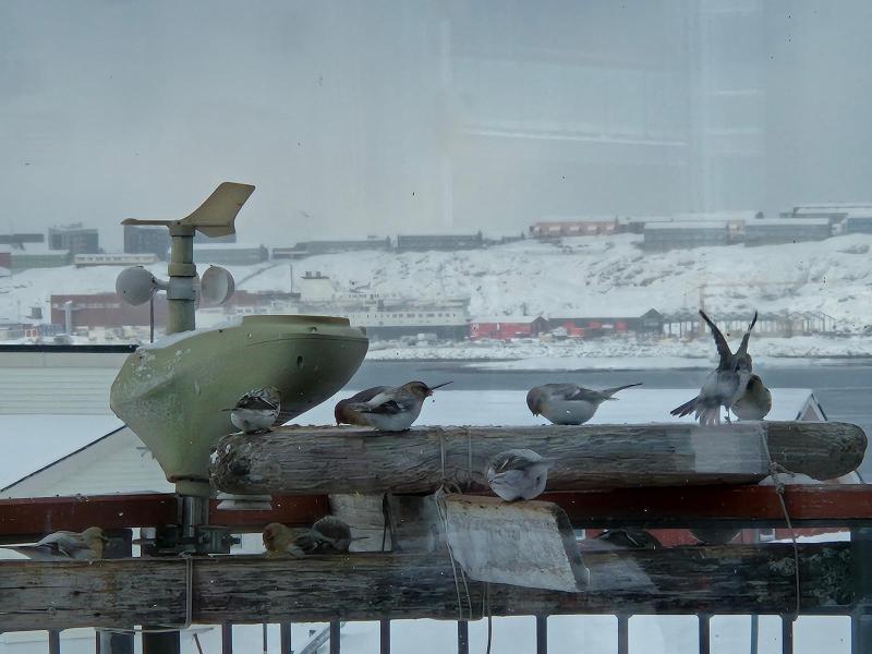 Der er solsikkekerne fest