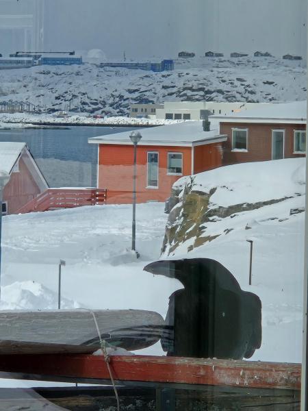Ravene er ude efter solsikkekerner