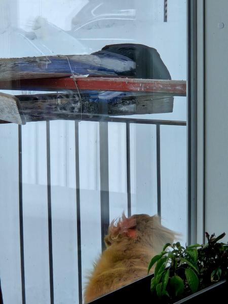 Emily forsøger at skræmme en ravn væk - men den er sulten