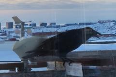 Ravnen er sulten